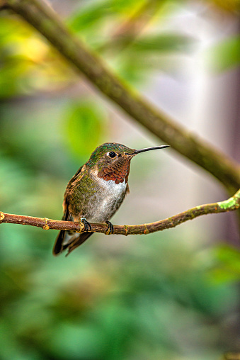 ruby-throated hummingbird,Archilochus colubris is a species of hummingbird that generally spends the winter in Central America, Mexico, and Florida,