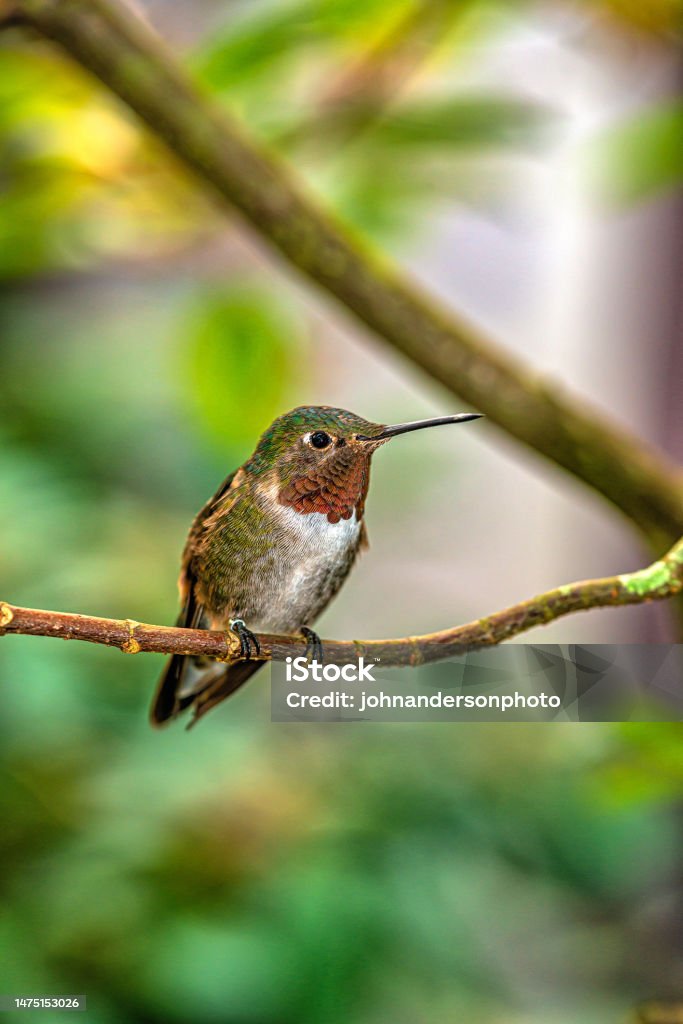 ruby-throated hummingbird,Archilochus colubris ruby-throated hummingbird,Archilochus colubris is a species of hummingbird that generally spends the winter in Central America, Mexico, and Florida, Hummingbird Stock Photo