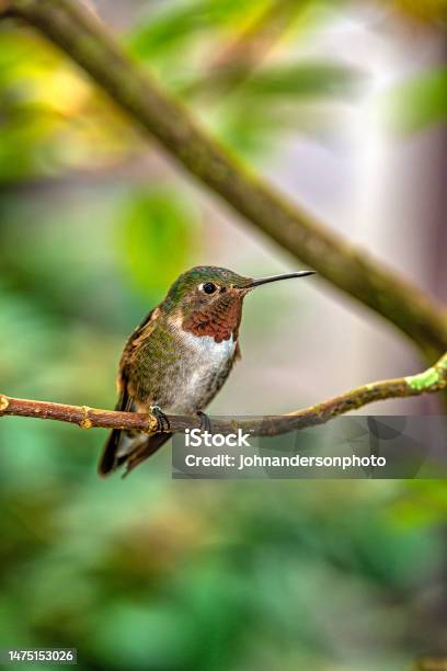 Rubythroated Hummingbirdarchilochus Colubris Stock Photo - Download Image Now - Hummingbird, Perching, USA