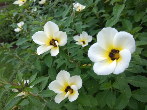 istock Beautiful white wild flowers 1475155481