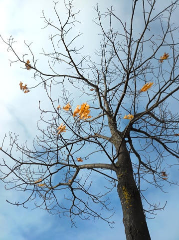 The view from a looking-up angle. A few golden withered leaves are hanging on the bare branches and swaying in the wind against the blue sky background.