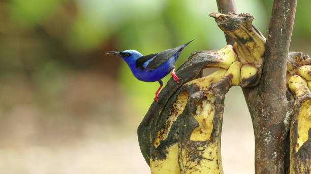 istock red-legged honeycreeper eating banana in a garden 1475157800