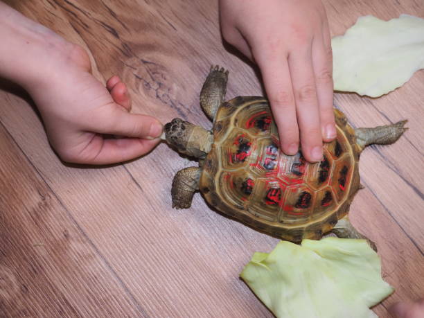 istock children spend feeding a land tortoise with cabbage 1475159092