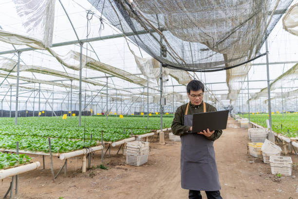 ein landwirt, der mit einem computer in einem hydroponischen gewächshaus arbeitet - agriculture greenhouse research science stock-fotos und bilder