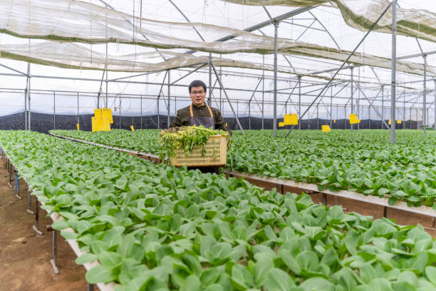 A farmer is carrying vegetables in a hydroponic greenhouse