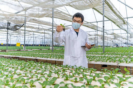 An Asian agricultural researcher works in a hydroponic greenhouse to inspect seedlings