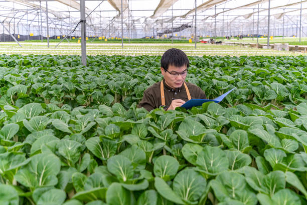 istock A farmer works in a vegetable field in a hydroponic greenhouse 1475159384