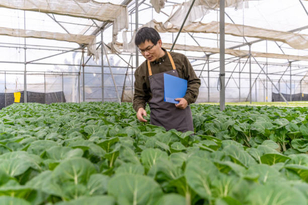 istock A farmer works in a vegetable field in a hydroponic greenhouse 1475159544