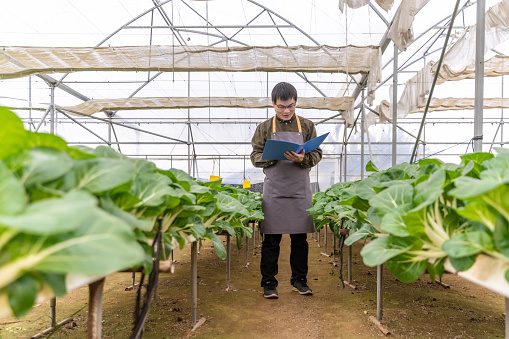 A farmer works in a vegetable field in a hydroponic greenhouse