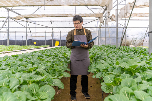 A farmer works in a vegetable field in a hydroponic greenhouse