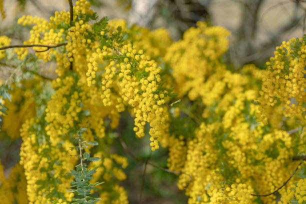 istock Mimosa flowers in full bloom with beautiful yellow 1475159657