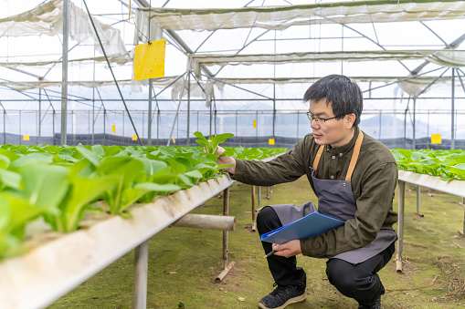 A farmer is inspecting seedlings in a green vegetable field in a hydroponic greenhouse