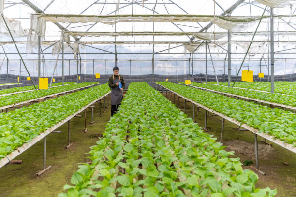 ein landwirt inspiziert setzlinge in einem grünen gemüsefeld in einem hydroponischen gewächshaus - agriculture greenhouse research science stock-fotos und bilder