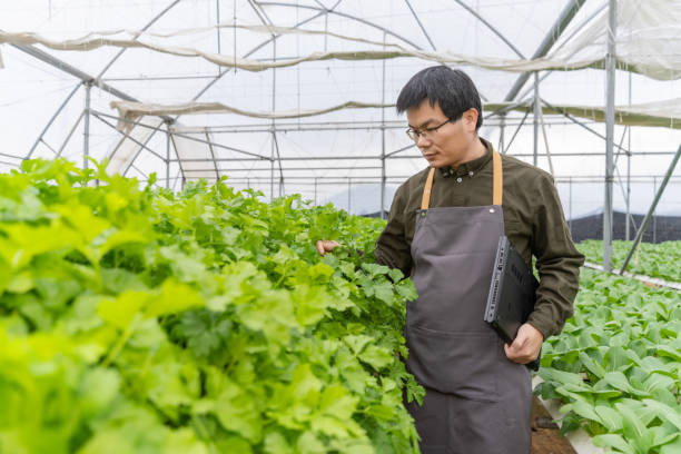 istock A farmer working with a computer in a hydroponic greenhouse 1475159763