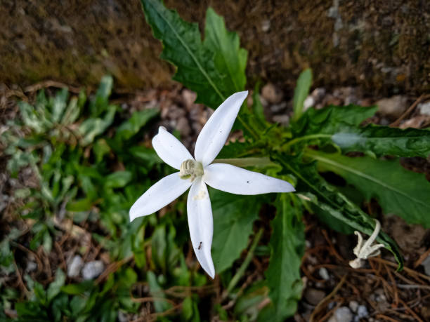 istock White kitolod flowers 1475159868