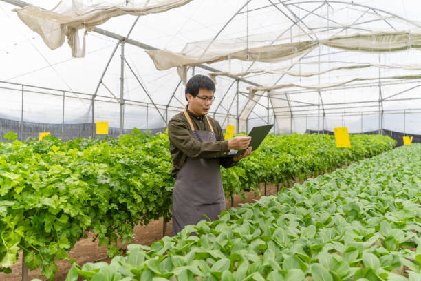 istock A farmer working with a computer in a hydroponic greenhouse 1475159902