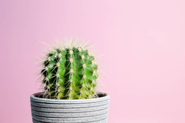 istock Green cactus in gray clay pot on pink background. Minimal creative stillife. Copy space 1475162720