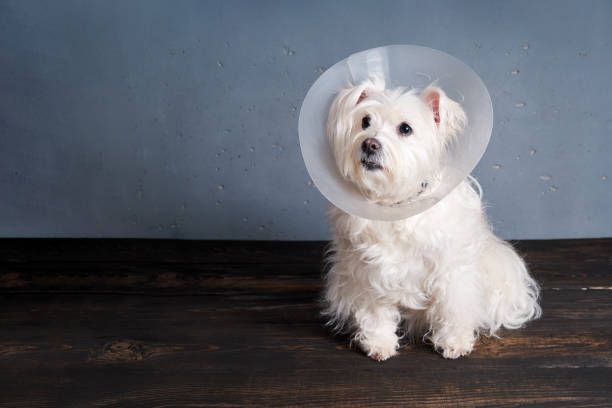 Cute white dog breed in pet cone posing in studio with copy space. Veterinary concept stock photo