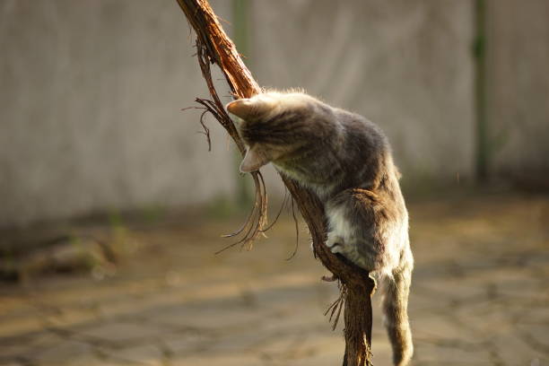 Playful young cat scratches its claws on a grape trunk in the garden. Natural scratching post.
