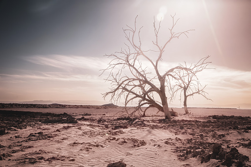 A dead tree in the Salton Sea, California
