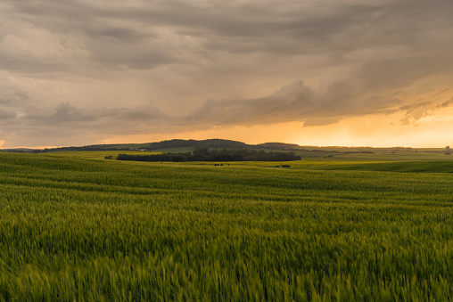 Landscape of crops blowing in the wind of a Storm over the Praries at dusk, Alberta, Canada