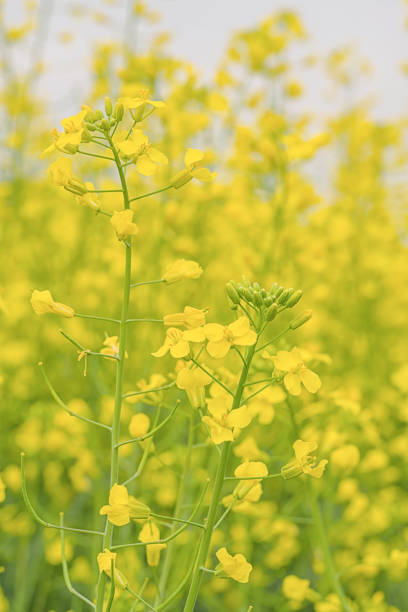 A vast field is filled with bright yellow flowers, creating a stunning landscape. The flowers sway gently in the breeze, accentuating the beauty of the spring day in the countryside.