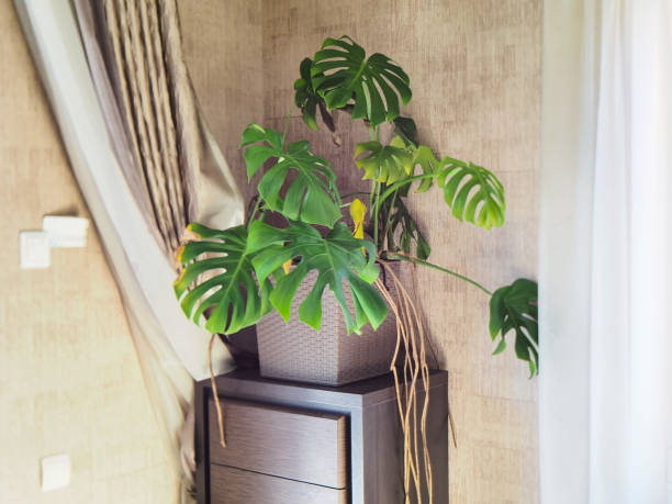 istock Monstera plant in a pot in the interior 1475168332