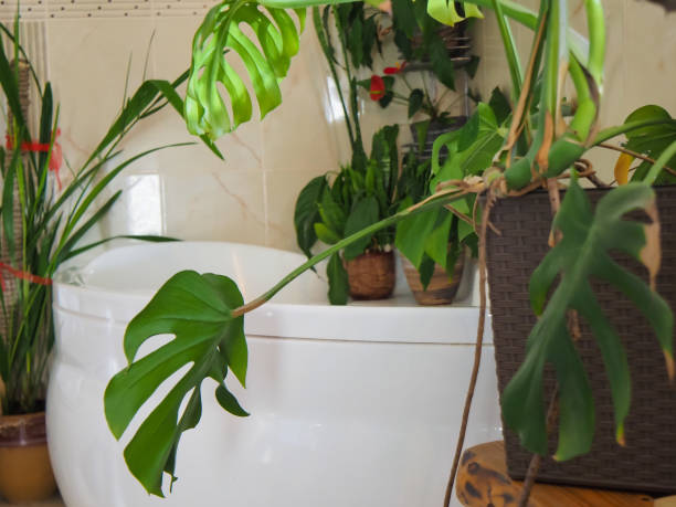 istock Monstera plant in a pot in the interior 1475168346