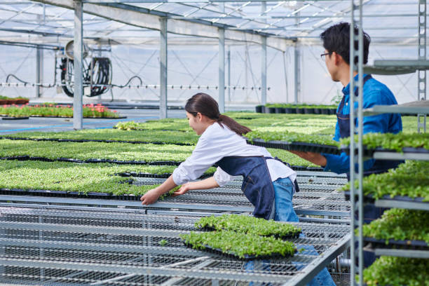 zwei landwirt tragen pflanzensetzlinge im gewächshaus - agriculture greenhouse research science stock-fotos und bilder