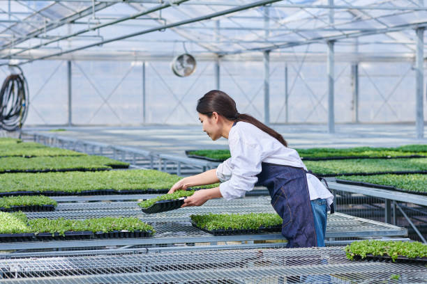 eine bäuerin räumt pflanzensetzling im gewächshaus auf - agriculture greenhouse research science stock-fotos und bilder