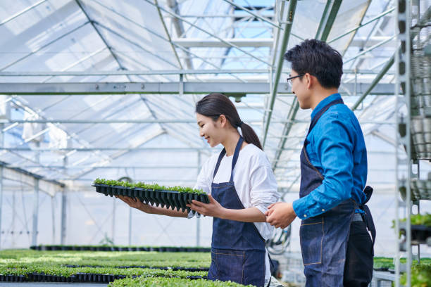 zwei landwirt tragen pflanzensetzlinge im gewächshaus - agriculture greenhouse research science stock-fotos und bilder