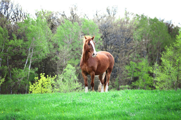 istock Brown horse with white blaze standing in meadow. 1475169566