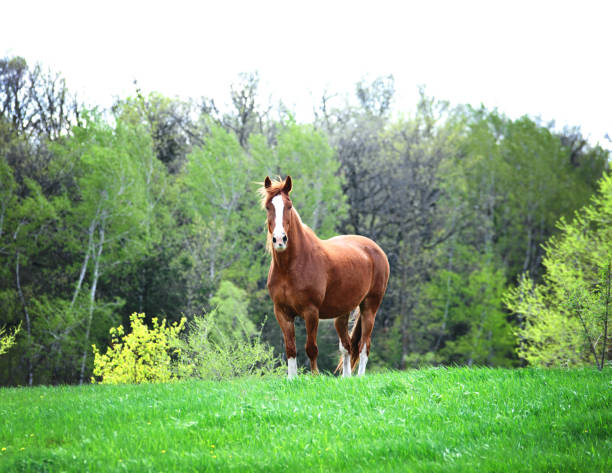 Brown horse with white blaze standing in a meadow. in Cold Spring, Minnesota, United States