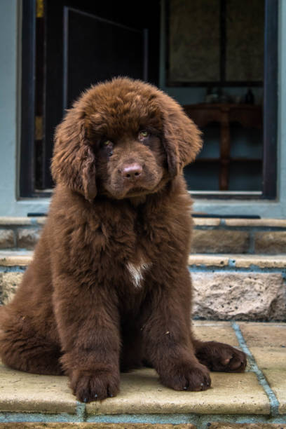 Portrait shoot with a puppy Newfoundland dog in Cape Town, Western Cape, South Africa