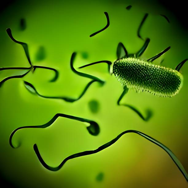 istock microscopic bacteria. Legionella pneumophila illustration 1475169629