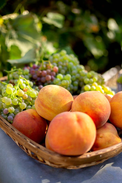 Summer peach and grape harvest in Boise, Idaho, United States