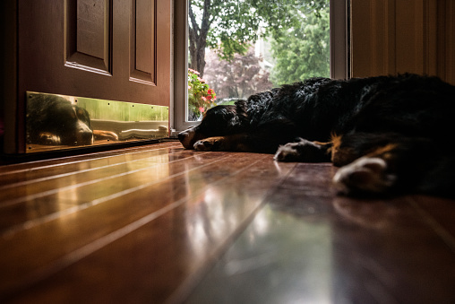 Dog lays by open front door with reflection visible in Wyomissing, Pennsylvania, United States