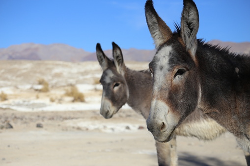 don't feed the wild donkeys in Death Valley Junction, California, United States