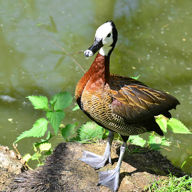 белый сталкиваются свистеть duck - white faced whistling duck стоковые фото и изображения