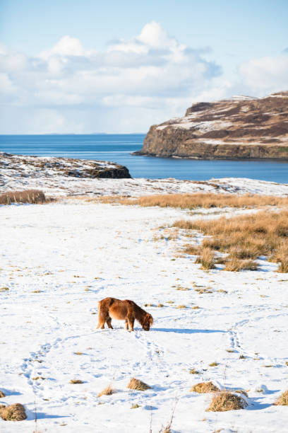 Shetland pony in the snow grazing Isle of Skye in Scottish highlands Shetland pony in the snow grazing Isle of Skye in Scottish highlands in Bradford, England, United Kingdom isle of skye broadford stock pictures, royalty-free photos & images