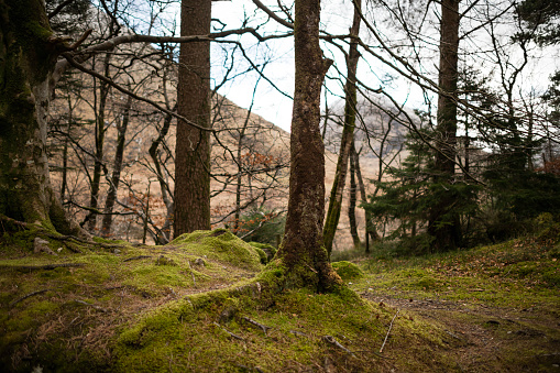 Tree and trail in a forest of the Scottish Highlands in Glencoe, Scotland, United Kingdom