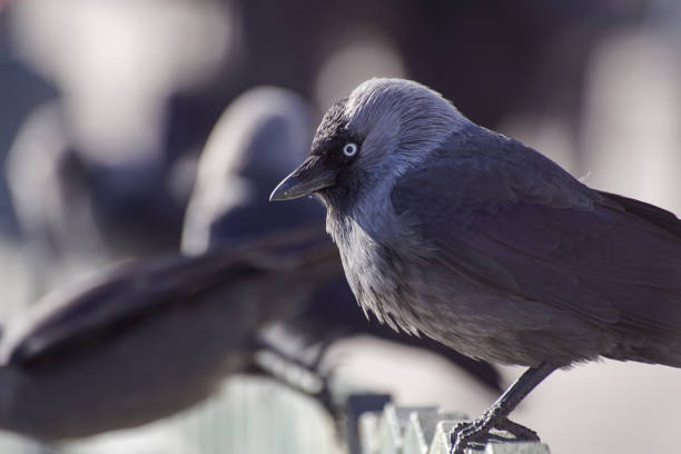 istock Close up of birds perching on a fence 1475173526