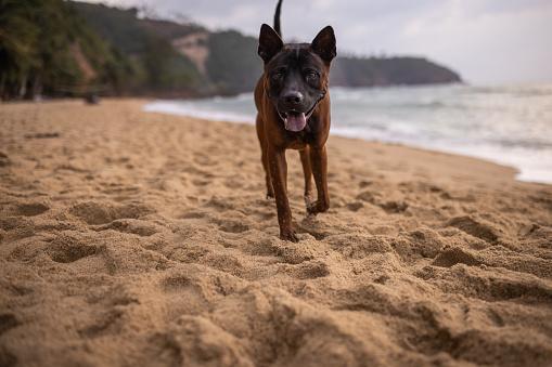 Cute stray dog on a sandy beach by the sea.