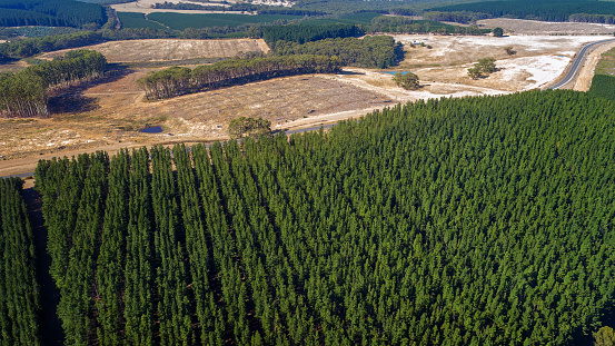 Forestry industry on the South Australian coast