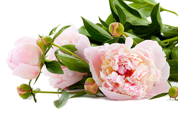 istock Beautiful Peonies on a white background 147517550