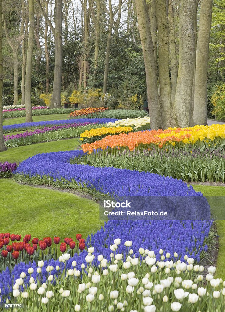 Piękne kobiety z Tulipany na Kwiat łóżko w Keukenhof (XXL) park - Zbiór zdjęć royalty-free (Bez ludzi)