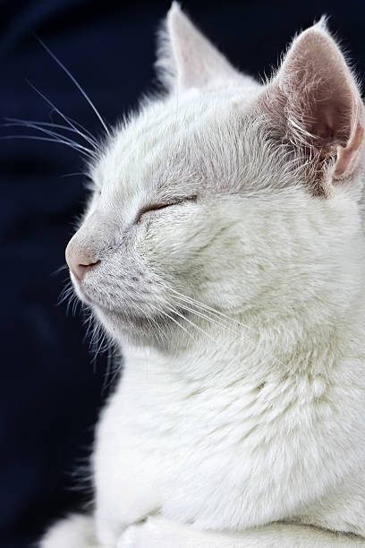White cat having a rest stock photo