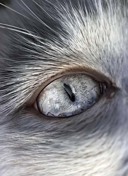 Cat's eye stock photo