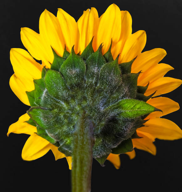 Prairie Sunflower stock photo
