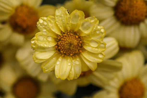 Marguerite Daisies in a light rain stock photo